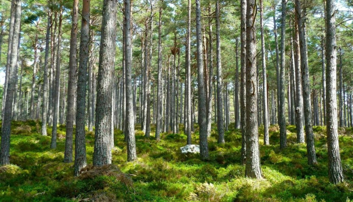 skog